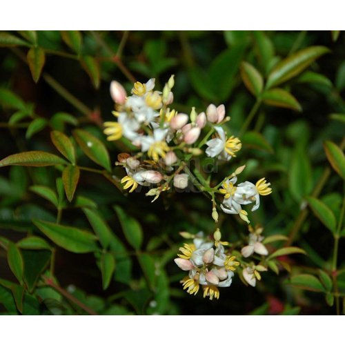 Blad-leaf Nandina domestica