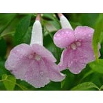 Bloemen-flowers Pandorea jasminoides