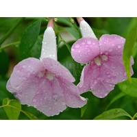 Bloemen-flowers Pandorea jasminoides - Bower of beauty