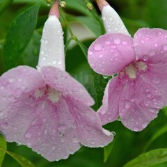 Bloemen-flowers Pandorea jasminoides - Bower of beauty