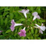 Bloemen-flowers Pandorea jasminoides