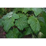 Bloemen-flowers Paulownia tomentosa