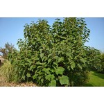 Bloemen-flowers Paulownia tomentosa