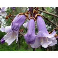 Bloemen-flowers Paulownia tomentosa - Princess tree