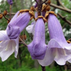 Bloemen-flowers Paulownia tomentosa - Keizersboom