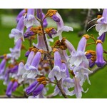 Bloemen-flowers Paulownia tomentosa - Keizersboom