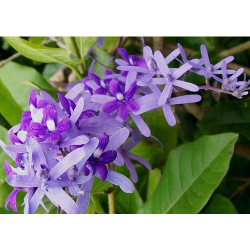 Bloemen-flowers Petrea volubilis - Flower of God