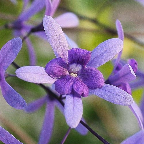 Bloemen-flowers Petrea volubilis - Bloem van God
