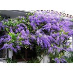 Bloemen-flowers Petrea volubilis - Flower of God