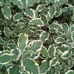 Bloemen-flowers Pittosporum tenuifolium Silver Queen - Kōhūhū - Kleefzaad