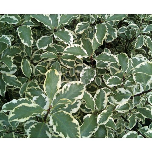 Bloemen-flowers Pittosporum tenuifolium Silver Queen