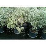 Bloemen-flowers Pittosporum tenuifolium Silver Queen - Kleefzaad