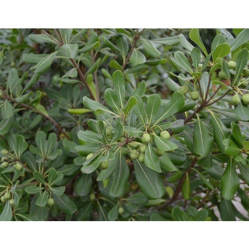 Bloemen-flowers Pittosporum tobira - Pittosporum du Japon