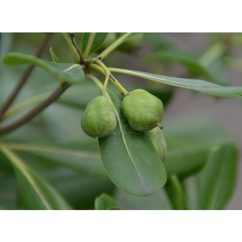 Bloemen-flowers Pittosporum tobira - Kleefzaad