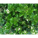 Bloemen-flowers Pittosporum tobira