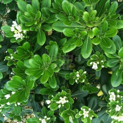 Bloemen-flowers Pittosporum tobira - Kleefzaad