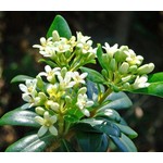 Bloemen-flowers Pittosporum tobira Nana