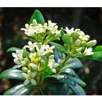 Bloemen-flowers Pittosporum tobira Nana - Kleinbladerig kleefzaad