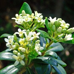 Bloemen-flowers Pittosporum tobira Nana -  Japanese pittosporum