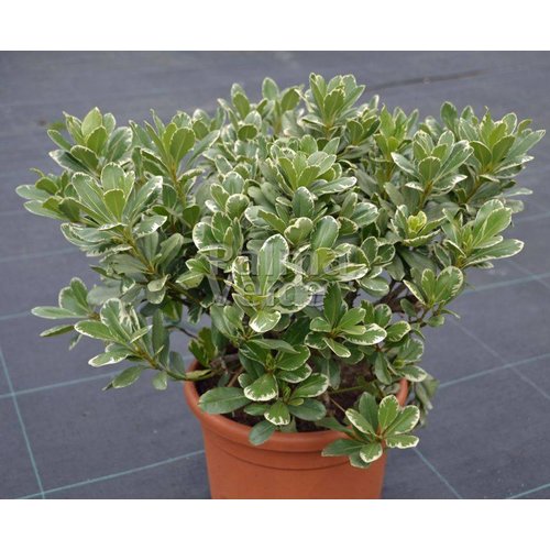 Bloemen-flowers Pittosporum tobira Variegata - Japanese pittosporum