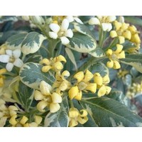 Bloemen-flowers Pittosporum tobira Variegata - Japanese pittosporum