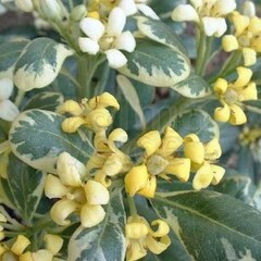 Bloemen-flowers Pittosporum tobira Variegata - Kleefzaad