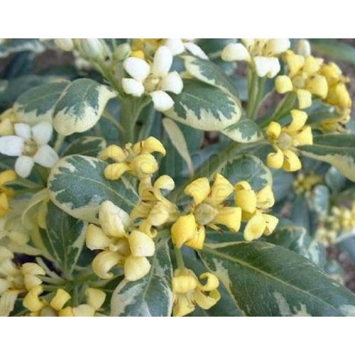 Bloemen-flowers Pittosporum tobira Variegata