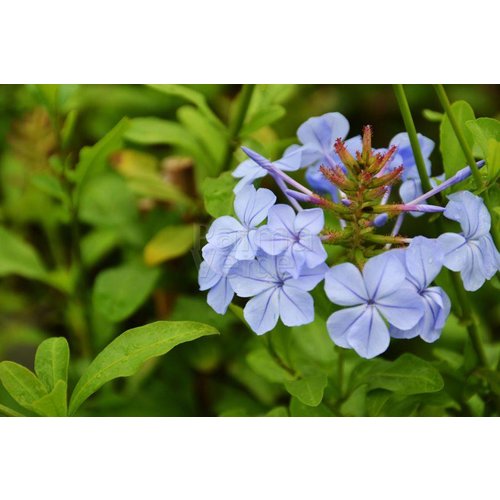 Bloemen-flowers Plumbago auriculata - Mannentrouw
