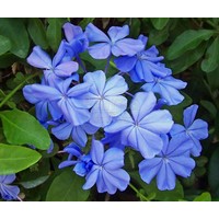 Bloemen-flowers Plumbago auriculata - Dentelaire du Cap