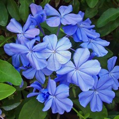 Bloemen-flowers Plumbago auriculata - Cape leadwort