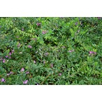 Bloemen-flowers Polygala myrtifolia - Myrtle-leaf milkwort