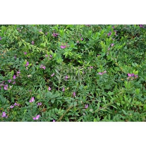 Bloemen-flowers Polygala myrtifolia - Myrtle-leaf milkwort