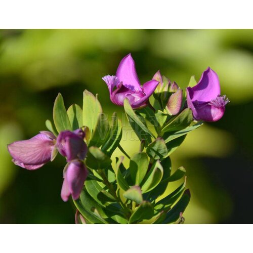 Bloemen-flowers Polygala myrtifolia