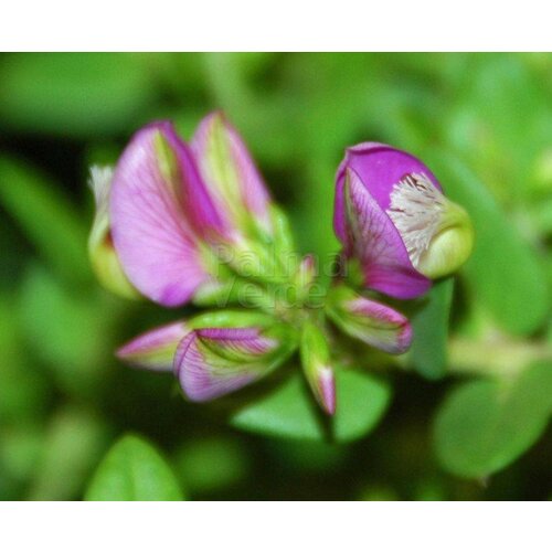 Bloemen-flowers Polygala myrtifolia - Vleugeltjesbloem