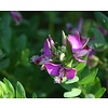 Bloemen-flowers Polygala myrtifolia - Myrtle-leaf milkwort