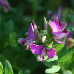 Bloemen-flowers Polygala myrtifolia - Myrtle-leaf milkwort