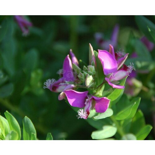 Bloemen-flowers Polygala myrtifolia - Vleugeltjesbloem