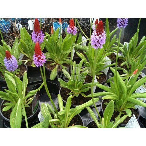 Bloemen-flowers Primula vialii - Leprechaun hat