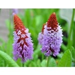 Bloemen-flowers Primula vialii - Leprechaun hat