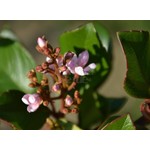 Bloemen-flowers Rhaphiolepis indica