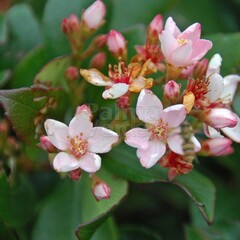 Bloemen-flowers Rhaphiolepis indica - Indische haagdoorn