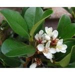 Bloemen-flowers Rhaphiolepis umbellata