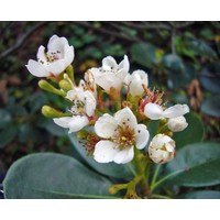 Bloemen-flowers Rhaphiolepis umbellata -Indian hawthorn