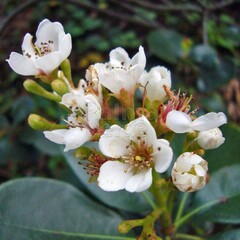 Bloemen-flowers Rhaphiolepis umbellata - L'aubépine indienne