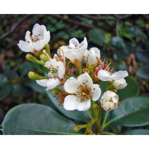 Bloemen-flowers Rhaphiolepis umbellata