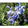 Bloemen-flowers Rosmarinus officinalis - Rosemary