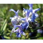 Bloemen-flowers Rosmarinus officinalis - Rosemary