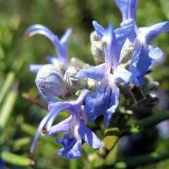 Bloemen-flowers Rosmarinus officinalis - Romarin