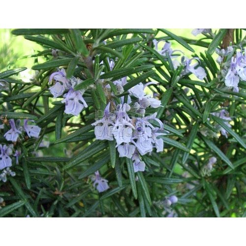 Bloemen-flowers Rosmarinus officinalis - Rosemary