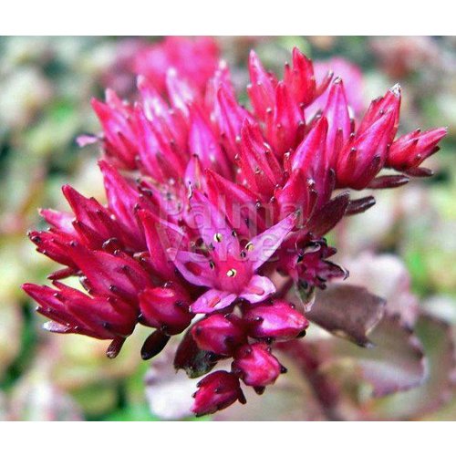 Bloemen-flowers Sedum spurium Fuldaglut